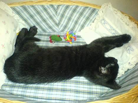 Huskat Ole - Ole da han var mindre.. billede 7