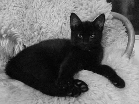 Huskat Ole - Ole i hans yndlingsstol med et lækkert lammeskind (; billede 8