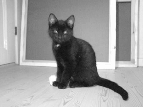 Huskat Ole - - Jamen hej ole :D billede 9