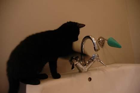 Huskat Ole - Ole leger med vand i vandhanen. billede 10