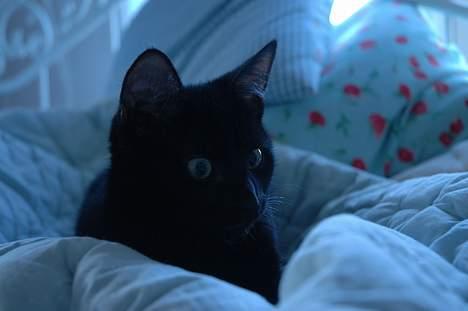 Huskat Ole - hahaha, oles store øjne (: billede 11