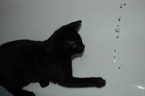 Huskat Ole - .. leger i badekaret (: billede 12