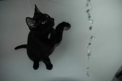 Huskat Ole - igen. wow, der kommer mere vand ? billede 13