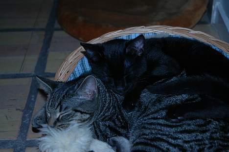 Huskat Ole - nårh, bedste venner <3 billede 14