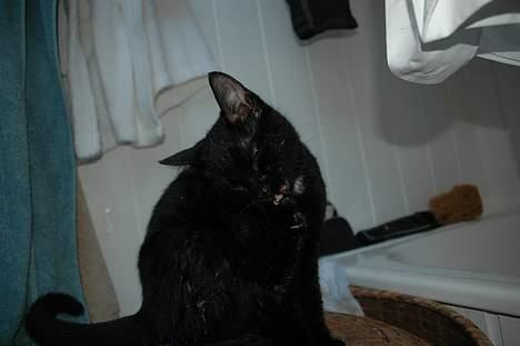 Huskat Ole - man må jo lige tørre sig når man har været i bad/leget med vand . billede 15