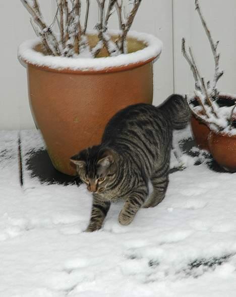 Huskat Ib - Ib i sneen for første gang nogensinde! :D billede 1