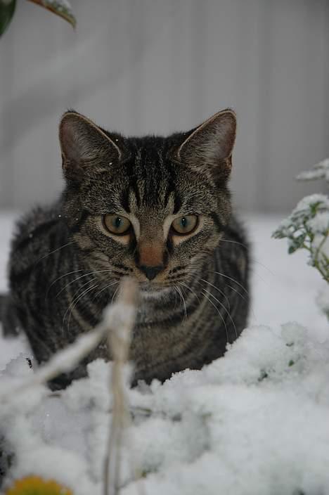 Huskat Ib - Flot billede, men han ligner slet ikke en killing på det (: billede 2