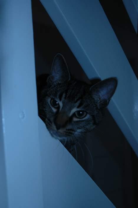 Huskat Ib - Titte bøeh? billede 3