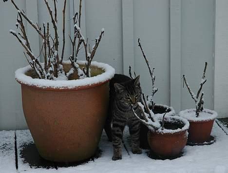 Huskat Ib - mmm. sne? billede 4