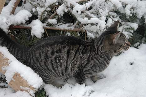 Huskat Ib - wups. - en fugl ! billede 5