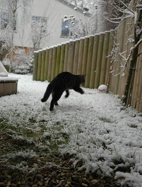 Huskat Ib - argh, jeg kommer efter dig ! .. sneen? billede 6