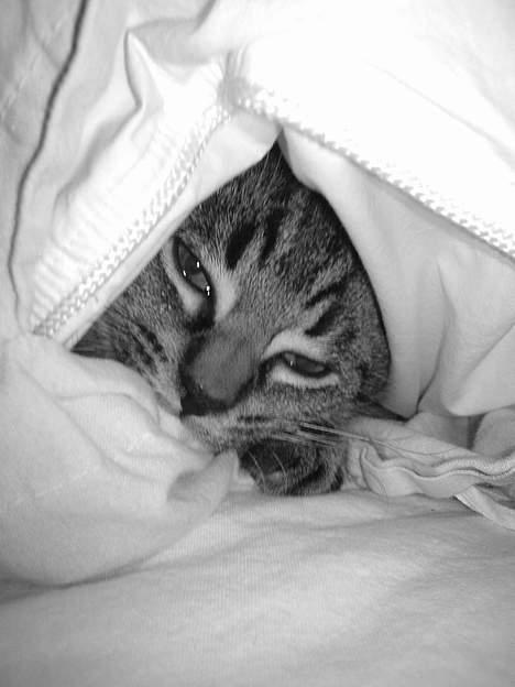 Huskat Ib - aah, der er dejligt i din dyne Freja.. billede 7