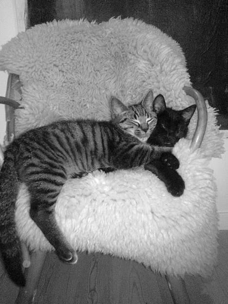 Huskat Ib - nuh, ellerste gode venner :D <3 billede 9