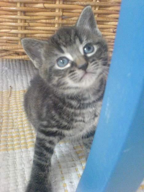 Huskat Ib - Ib som helt lille missekat med blå øjne.. nååårh´ hvor er han sød. billede 10