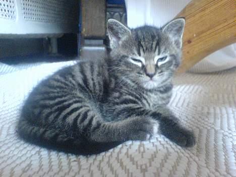 Huskat Ib - igen.. undskyld dårlig kval. det er taget med mobil. billede 11