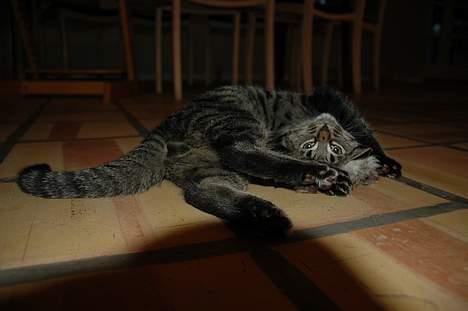 Huskat Ib - argh, dum skygge, men hvor er han dog sød :D billede 12