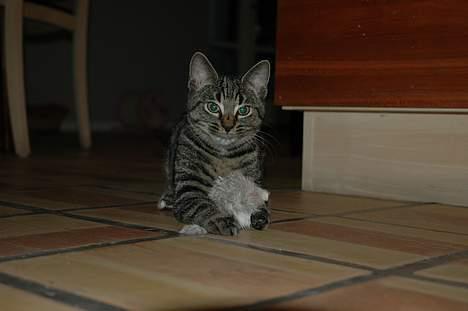 Huskat Ib - hej ib?! billede 13