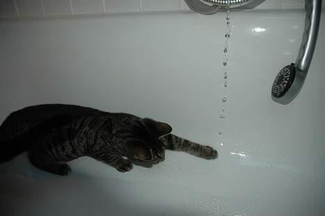 Huskat Ib - aad, vand ;b billede 14