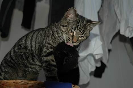 Huskat Ib - ´.. jeg må lige tørre ole lidt, så han ikke bliver forkølet´ haha, hvor sødt <3 billede 15