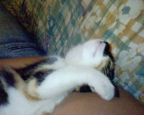 Blanding af racer cirkeline billede 6