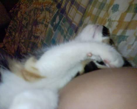 Blanding af racer cirkeline billede 7