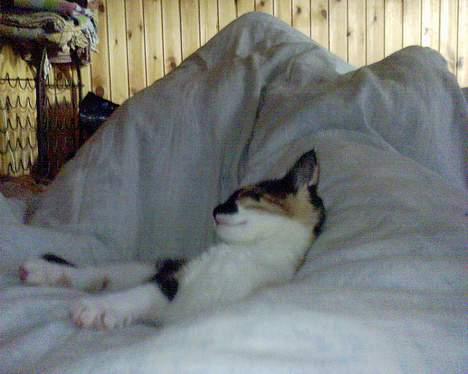 Blanding af racer cirkeline billede 8