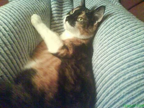 Blanding af racer cirkeline billede 9