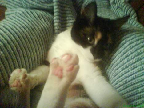 Blanding af racer cirkeline billede 10