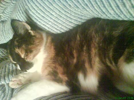 Blanding af racer cirkeline billede 11