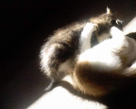 Blanding af racer cirkeline billede 12