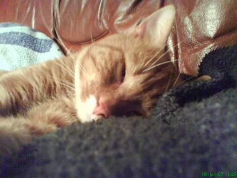 Blanding af racer Garfild *** DØD*** billede 20