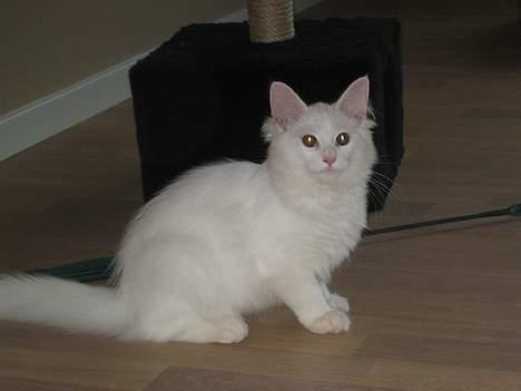 Blanding af racer Fnug billede 14