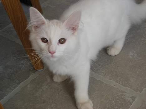 Blanding af racer Fnug billede 15