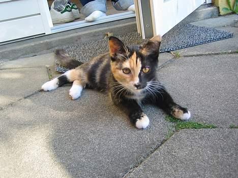 Blanding af racer Micha billede 16