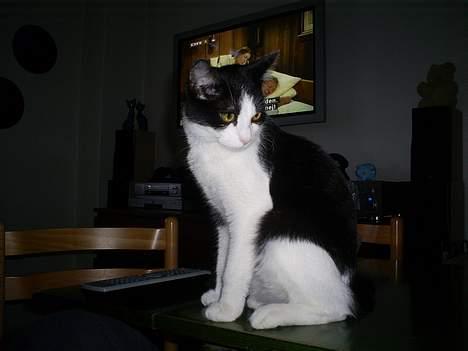 Huskat Gigi d'Agostino (død) billede 1