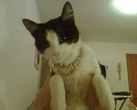 Huskat Gigi d'Agostino (død) billede 2