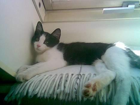 Huskat Gigi d'Agostino (død) billede 3