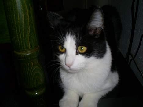 Huskat Gigi d'Agostino (død) billede 4