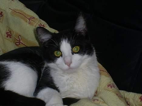 Huskat Gigi d'Agostino (død) billede 5