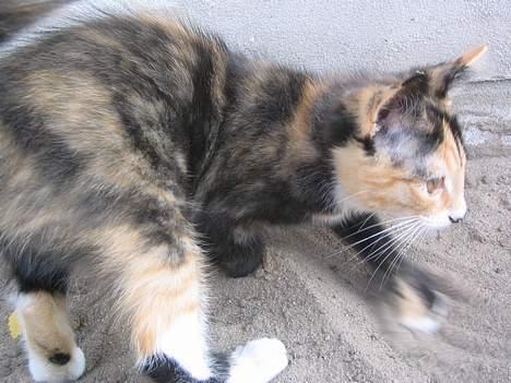 Blanding af racer Micha billede 17