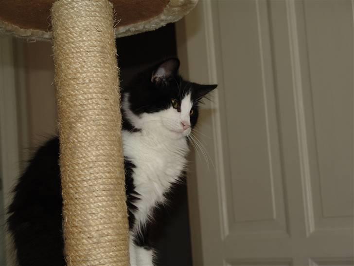 Norsk Skovkat DK Dansbjergs Gastor billede 5