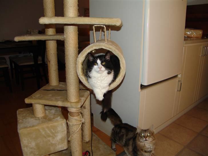 Norsk Skovkat DK Dansbjergs Gastor - Haps... billede 6