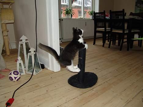 Norsk Skovkat DK Dansbjergs Gastor - Jeg skal nok fange dig... billede 7