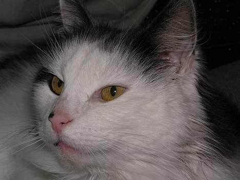 Blanding af racer Tot billede 6