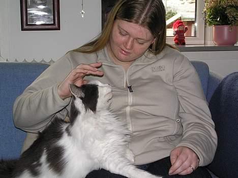 Blanding af racer Tot billede 7