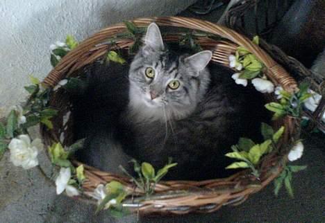 Maine Coon Timon billede 18