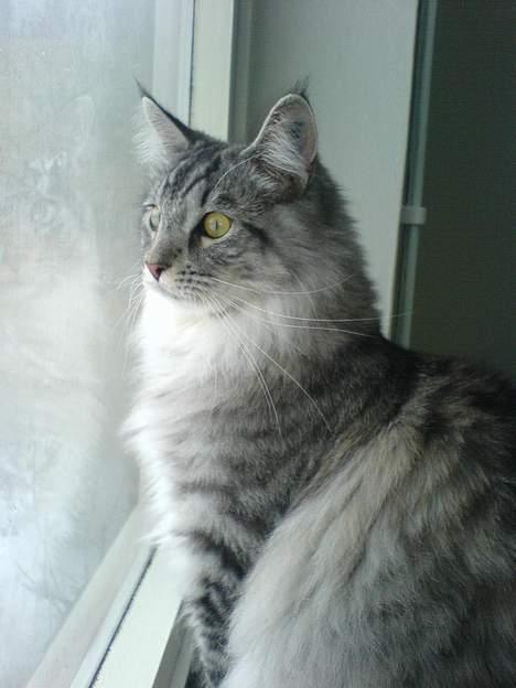 Maine Coon Timon billede 19