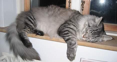 Maine Coon Timon billede 20