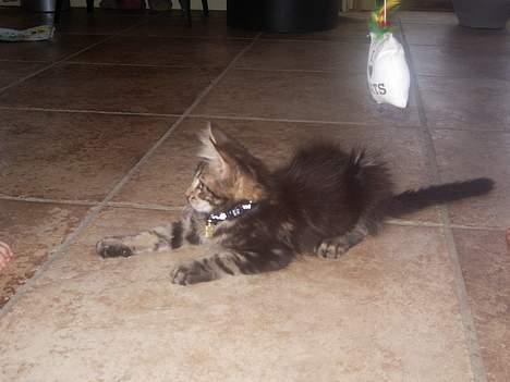 Maine Coon Harald Hin Hårfager - pssstt..... her ligger jeg billede 9