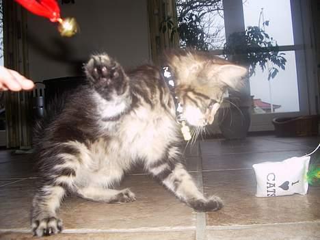 Maine Coon Harald Hin Hårfager - lige et øjeblik--- så er jeg der billede 10